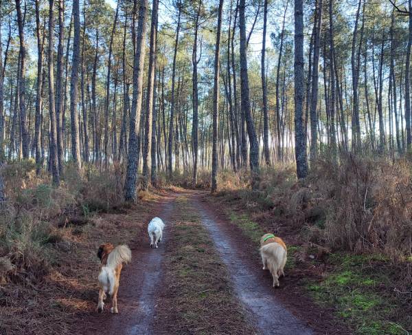 la balade est un élément essentiel à l'équilibre de l'animal