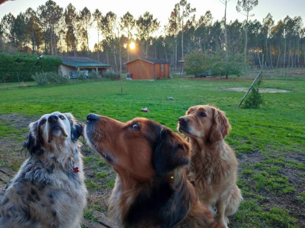 Chaque race de chien a ses particularités