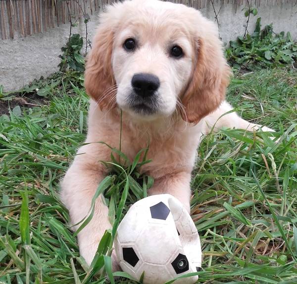 un chiot sociabilisé sera plus équilibré un chiot sociabilisé sera plus équilibré