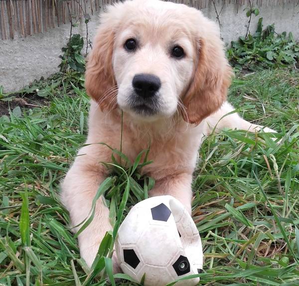 un chiot sociabilisé sera plus équilibré