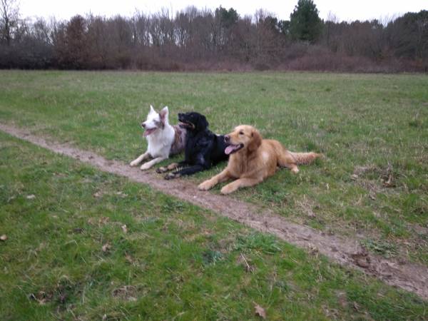 Ici, 3 chiens en plein travail