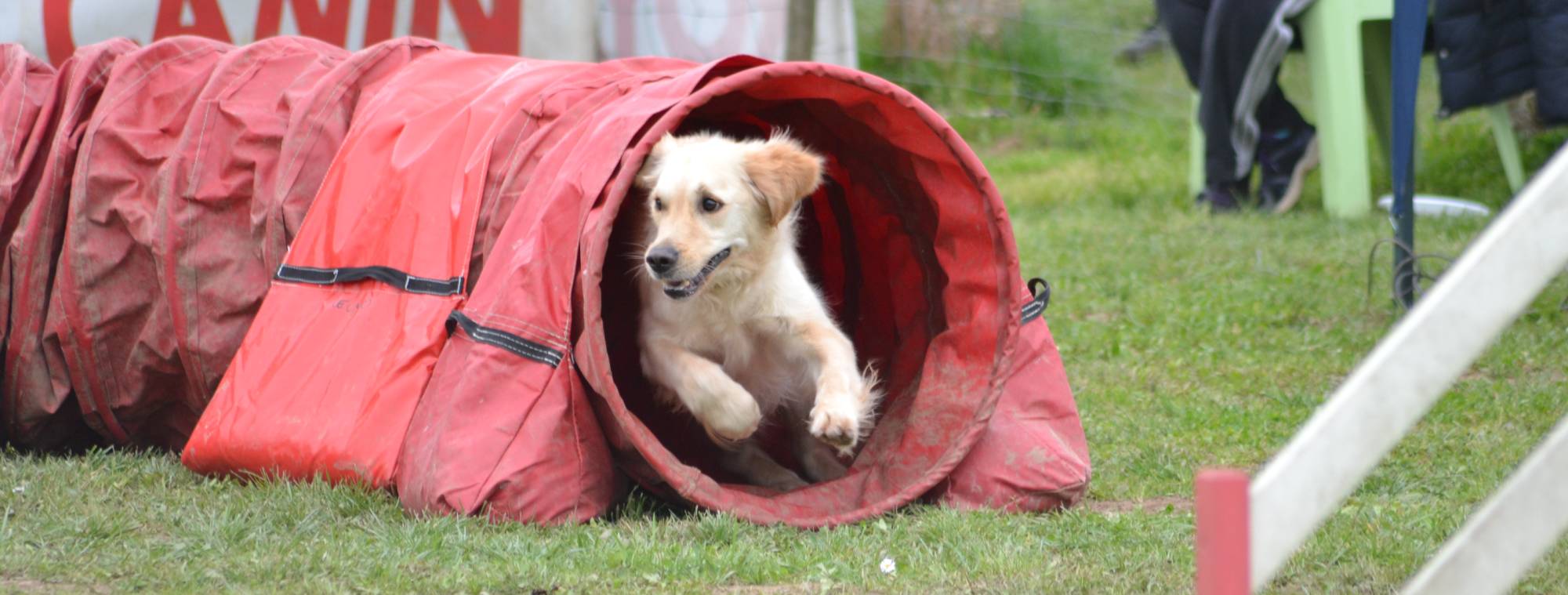 educateur canin deuxième image slider