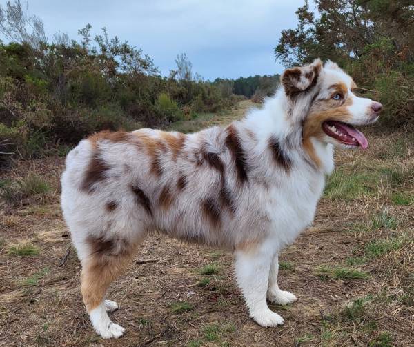 Le jeu comme méthode d'éducation du chien Le jeu comme méthode d'éducation du chien