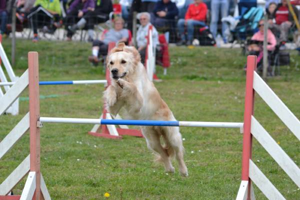 Une séance d'agility