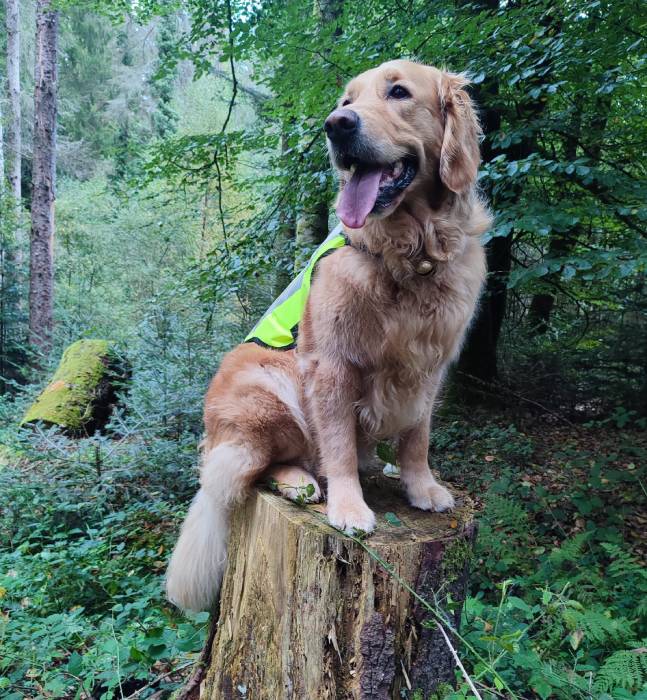 Milia, ma chienne éduquée avec la méthode douce