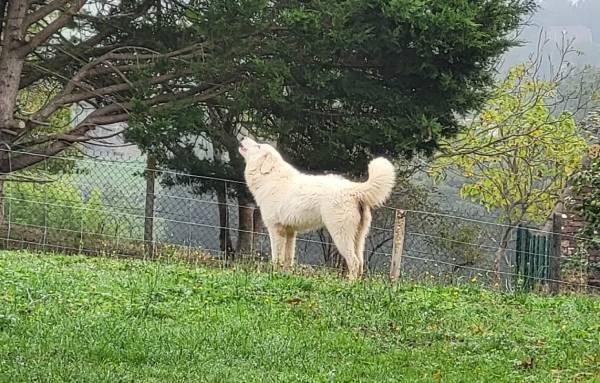 L'aboiement chez le chien, un comportement naturel mais parfois gênant.