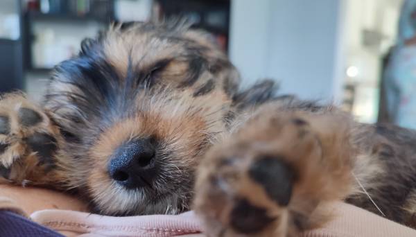 Se poser les bonnes questions lors de l’adoption d’un chien