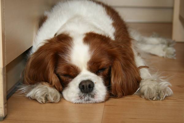 Accompagner son chien lors des changements de vie