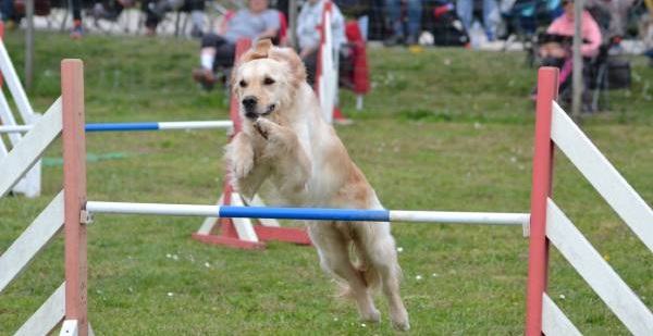 Activités & jeux éducatifs avec son chien
