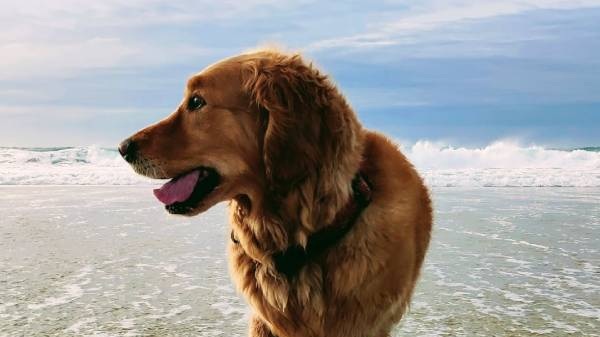 Bilan comportemental du chien