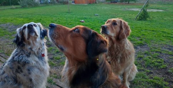 Comment choisir le chien qui vous correspond ?